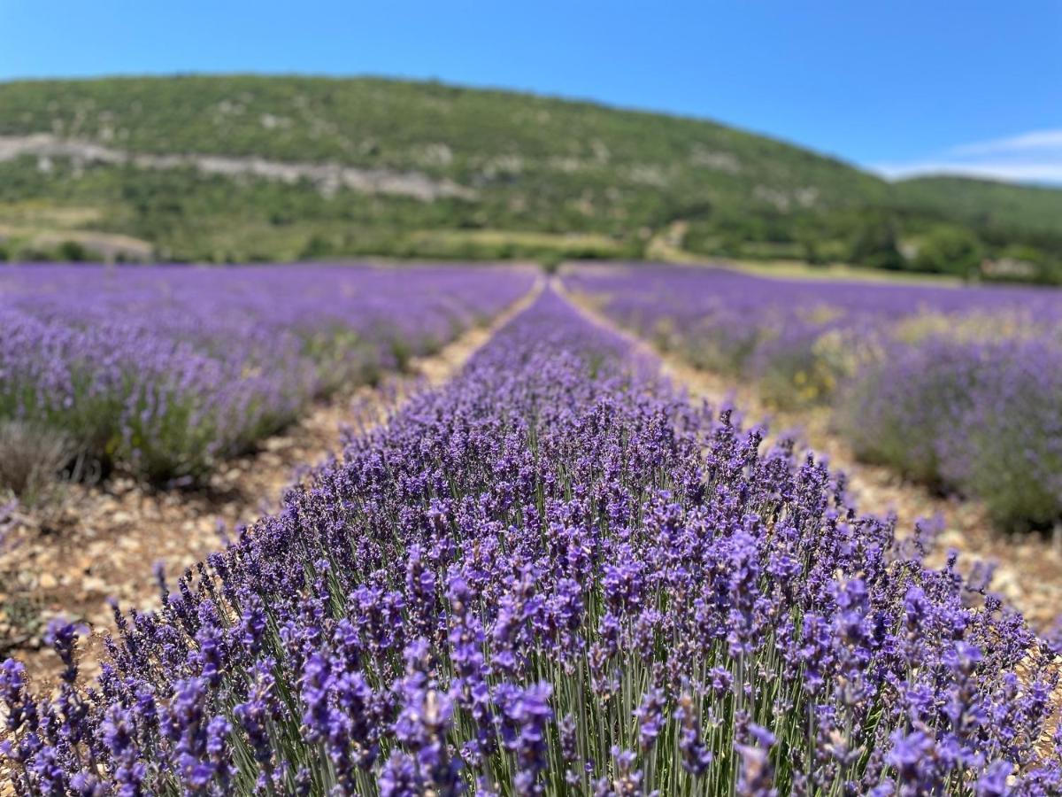 La Bastide Des Bourguets, Mont Ventoux - Adults Only Bed and Breakfast Sault-de-Vaucluse Buitenkant foto